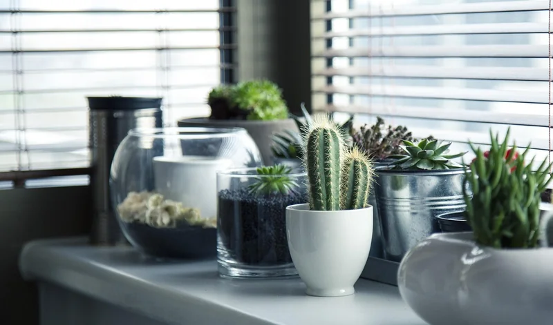 Les plantes qui tiennent le coup (et celles à éviter)